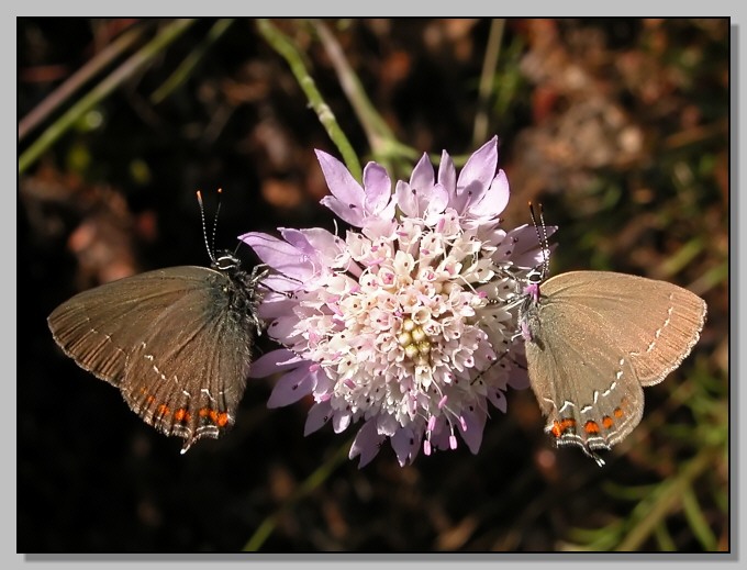 Farfalla day 2: Gonepteryx cleopatra  e Satyrium ilicis